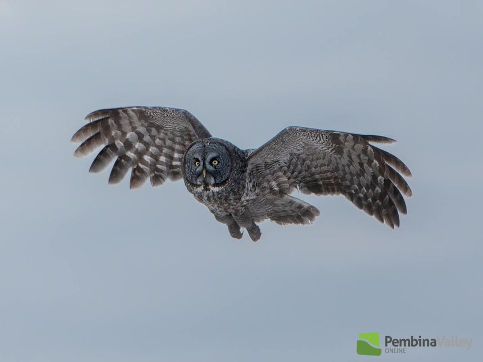 a great grey owl in flight